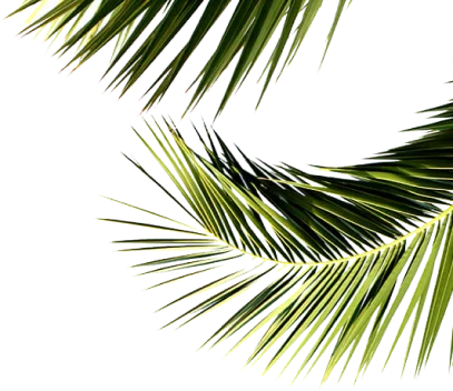 Ghaf Woods leaves image